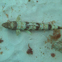 Sand Diver