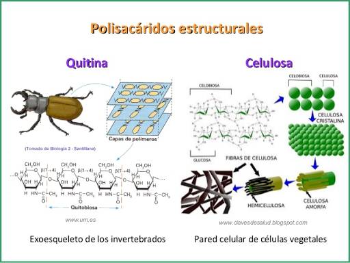 Función De Los Polisacáridos