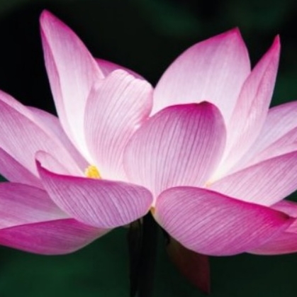 Pink Lotus Pure Health