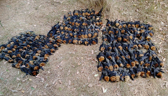 Mounds of dead flying foxes in Campbelltown suburb of Sydney, 11 January 2019. The bats were killed by the record heat wave. Photo: Help Save the Wildlife and Bushlands in Campbelltown / Facebook