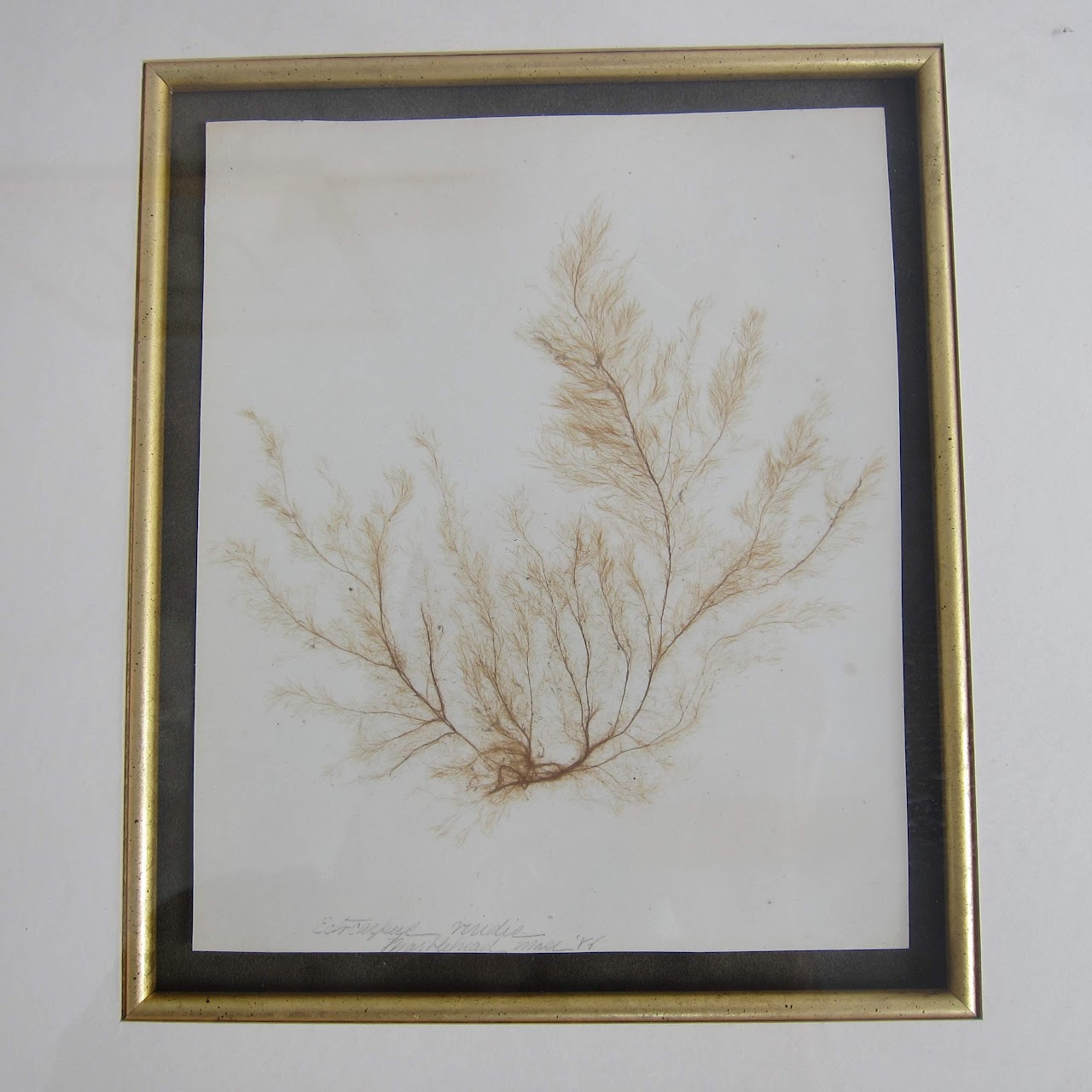 Framed Antique Herbarium Lot