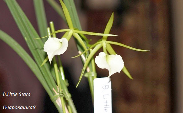 Брассавола (лат. Brassavola) - Страница 4 IMG_3254