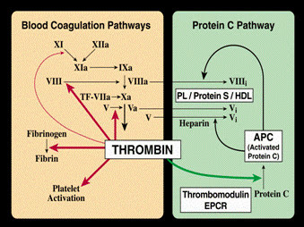 thrombin.jpg#s-339,254