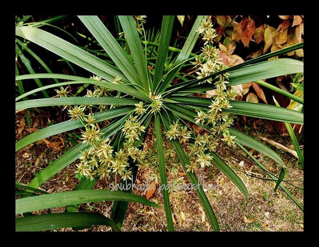 Cyperus alternifolius,Umbrella Palm,Dwarf Papyrus Grass,Pune Maharashtra India