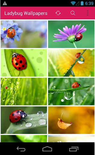 Ladybug Wallpapers