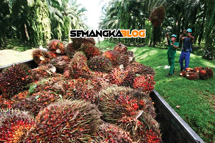 Jenis Jenis Pekerjaan di Perkebunan Kelapa Sawit