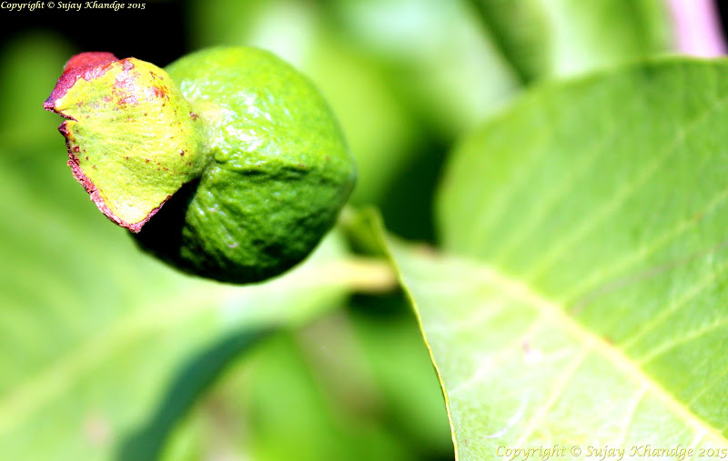 Fruit Photography