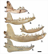 Medial view of fox mandibles. A: Vulpes Skinneri.   B: V. chama; C: V. zerda; D: V. vulpes; E: O. megalotis.