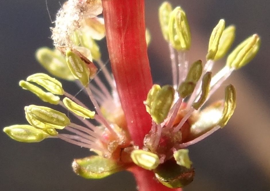 Уруть колосовидная (Myriophyllum spicatum)