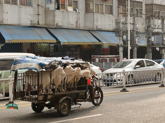 motorbike tricycle cart with 5 goats in Jieyang