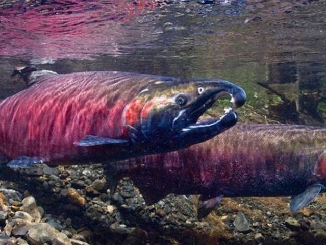 Coho salmon. Photo: King 5 News