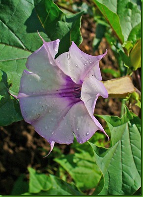 Datura_stramonium