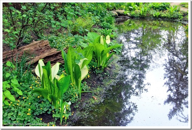 160410_Victoria_UVic_FinnertyGardens_0020-Wiederhergestellt