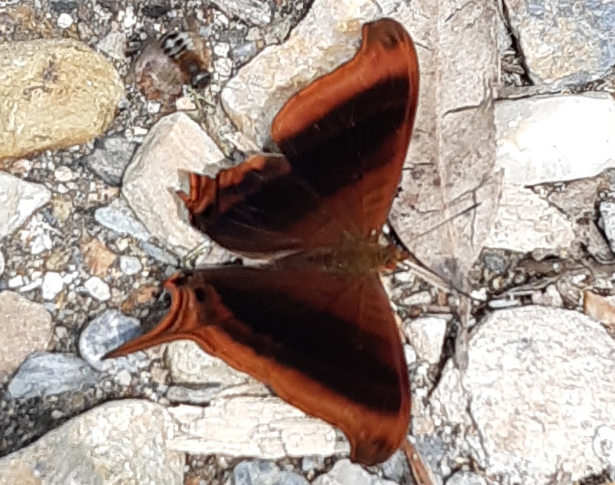 Waiter daggerwing