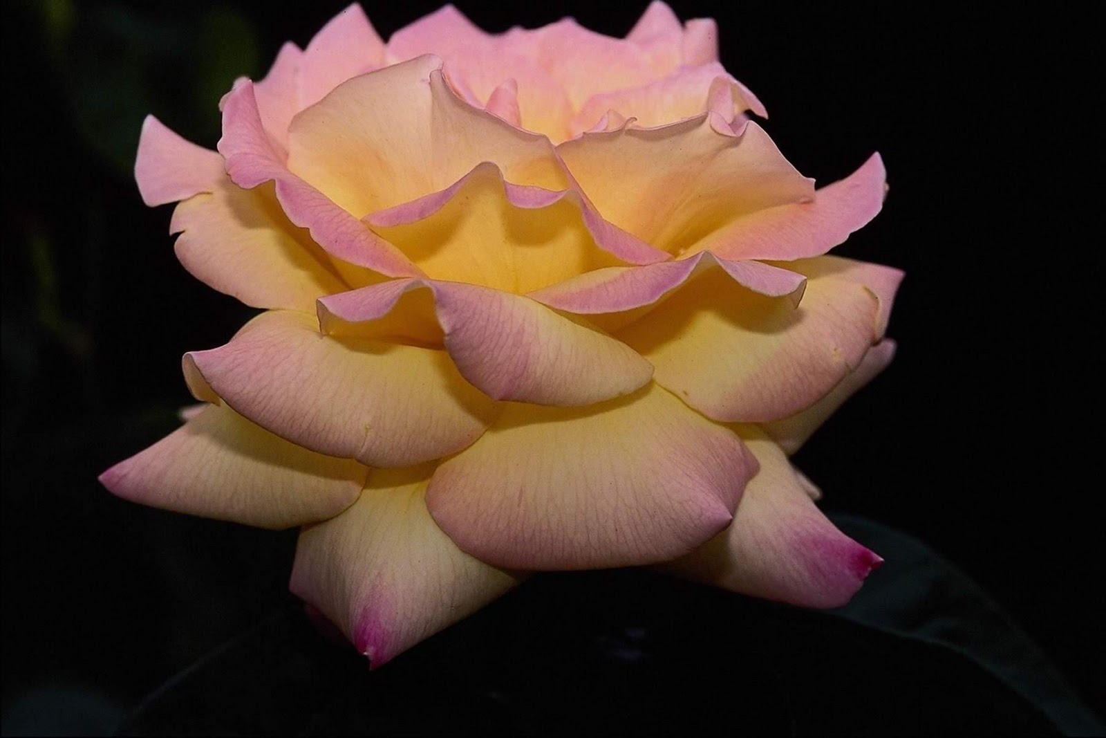 Nice Pink Rose Flower Photo