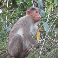 Thirunelly (Wayanad), India IMG_3934.JPG