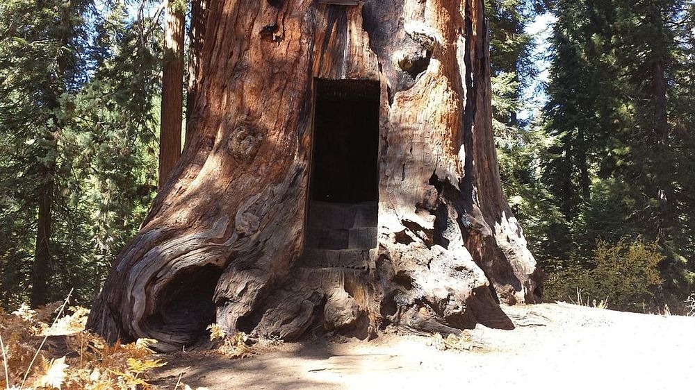 hercules-tree-1 hercules-tree-1