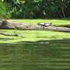 Painted turtle