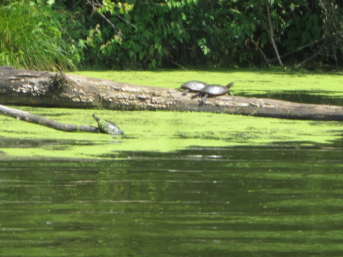 Painted turtle