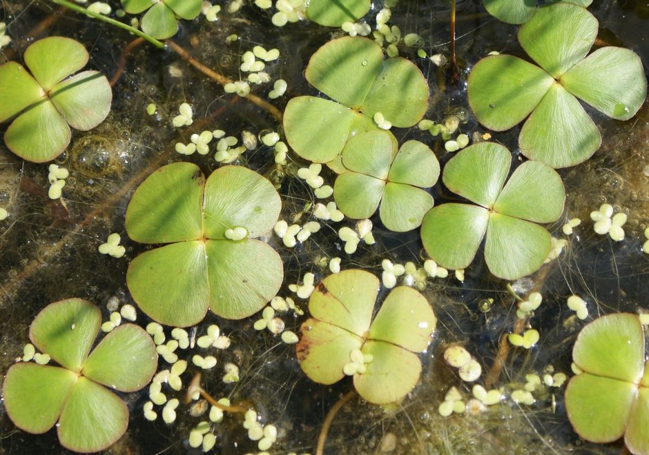 Марсилия четырехлистная (Marsilea quadrifolia)