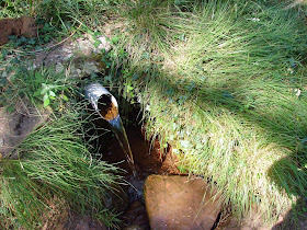 Senderismo - Albarracín - Pinares de Rodeno - Pinturas Rupestres