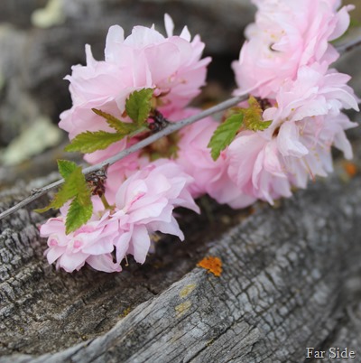 Double flowering Plum