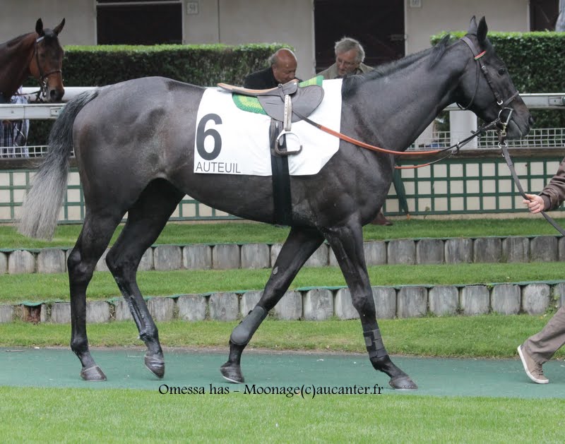 Photos Auteuil 16-05-2015 Week-end printanier de l'obstacle  IMG_9199