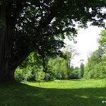 Parc de la Maison de Chateaubriand : marronnier commun planté par Chateaubriand