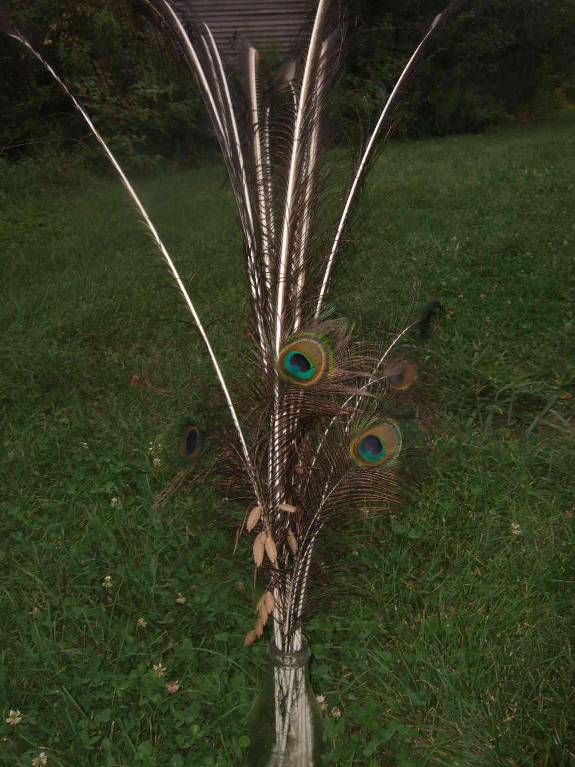 Peacock Feathers The    flowers   