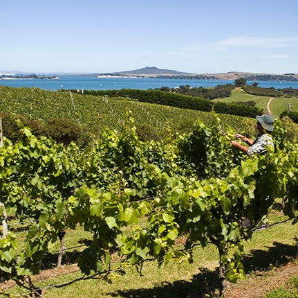 Waiheke Custom Wine Tours logo