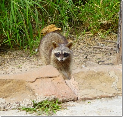 Bentsen-Rio Grande Valley Birding Center