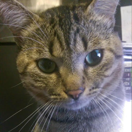 Yung Khajiit