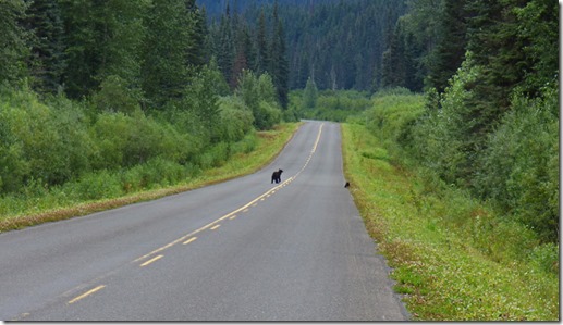 Two bears along Cassiar Highway