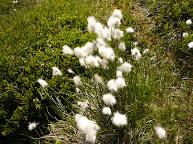 Linaigrette des Alpes, Trichophorum alpinum, famille: Cypéracées. Linaigrette des Alpes - Trichophorum .alpinum Cyperaceae..JPG