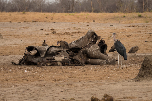 Botswana et Zimbabwe en octobre BotsZim_Oct2015_369