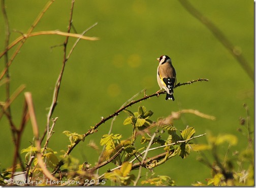 10-goldfinch