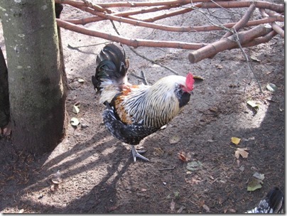 IMG_0243 Rooster at the Oregon Zoo in Portland, Oregon on November 10, 2009