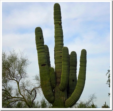 saguaro