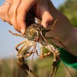 20150725_Fishing_Bochanytsia_053.jpg