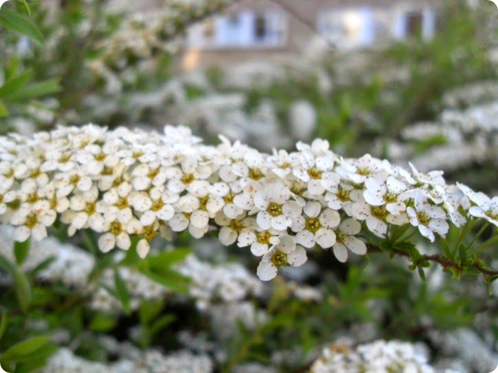 Spirea