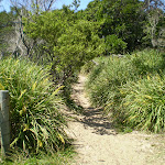 Jibbon Beach end of track (32957)