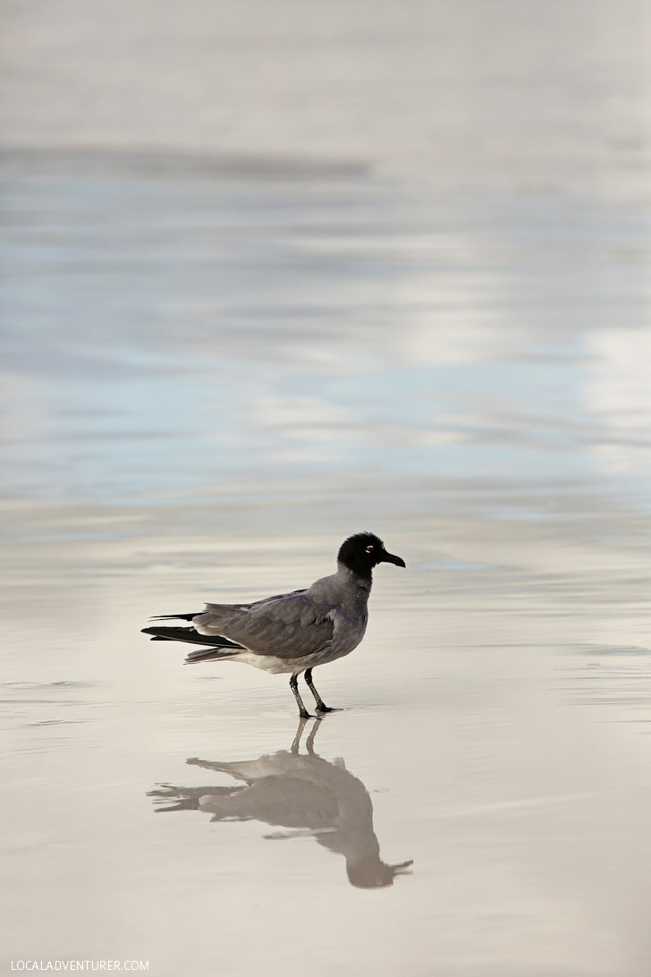 Lava Gull - Galapagos Birds.