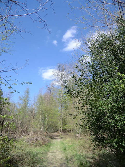 CIMG6349 Woodland path to Markbeech