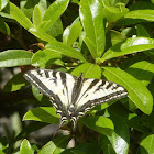 Pale swallowtail