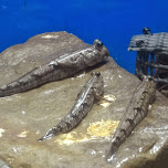 sea creatures at the Shinagawa Aquarium in Shinagawa, Japan 