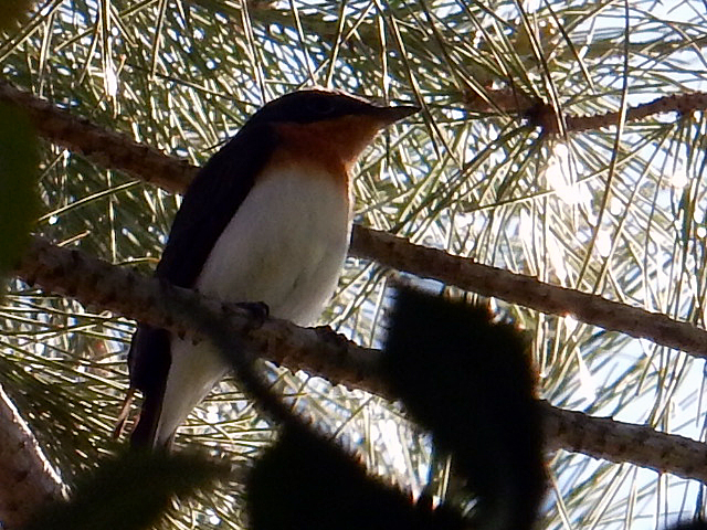 Leaden Flycatcher (Female)