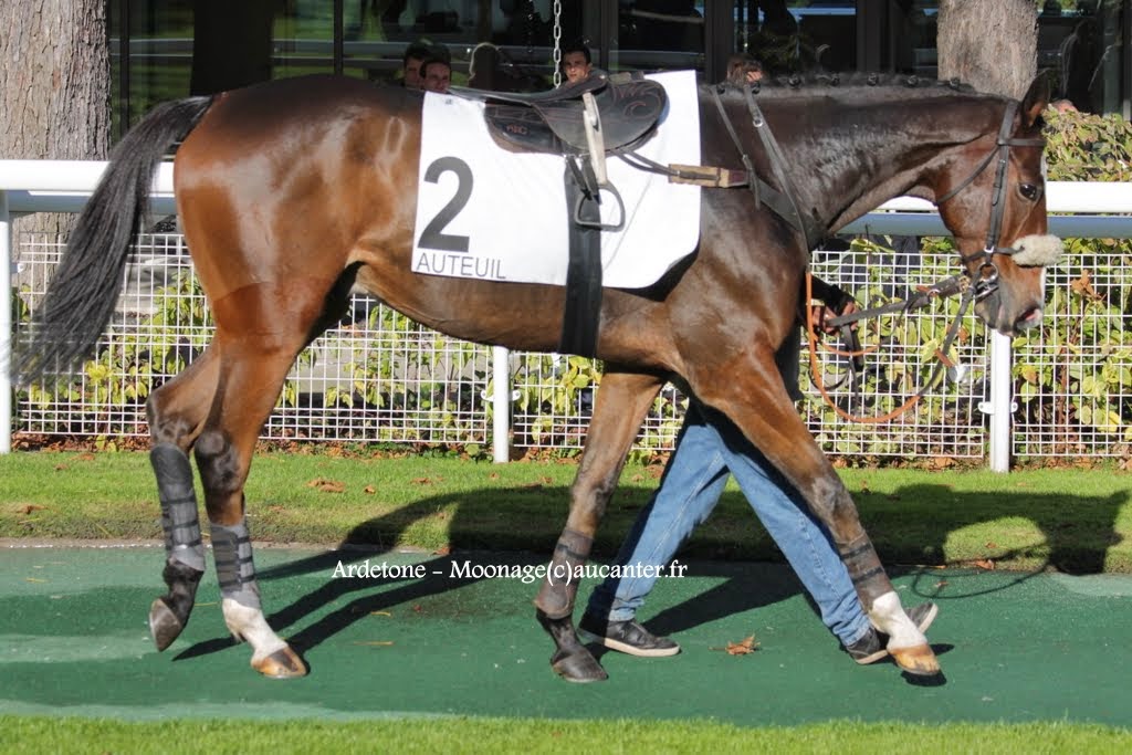 Photos Auteuil 18-10-2014 IMG_5059