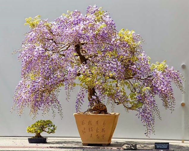 bonsai nhật bản