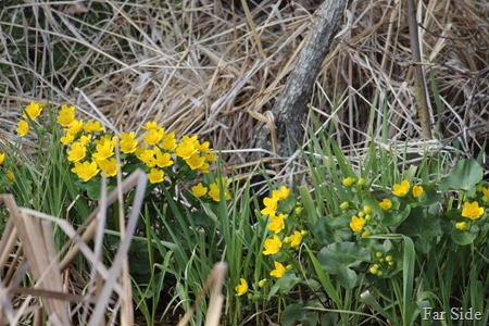 Cowslips April 28 2016