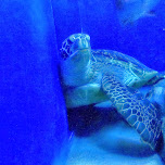 giant sea turtle at the Shinagawa Aquarium in Shinagawa, Japan 